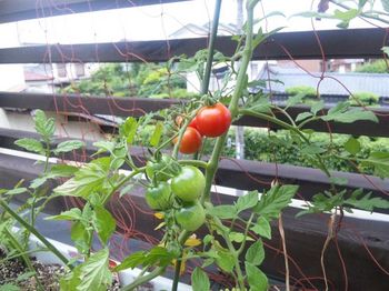 20100626-tomato.jpg